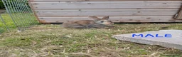 Mixed Breed rabbits for sale: Mini lop cross babies  - Advert 11