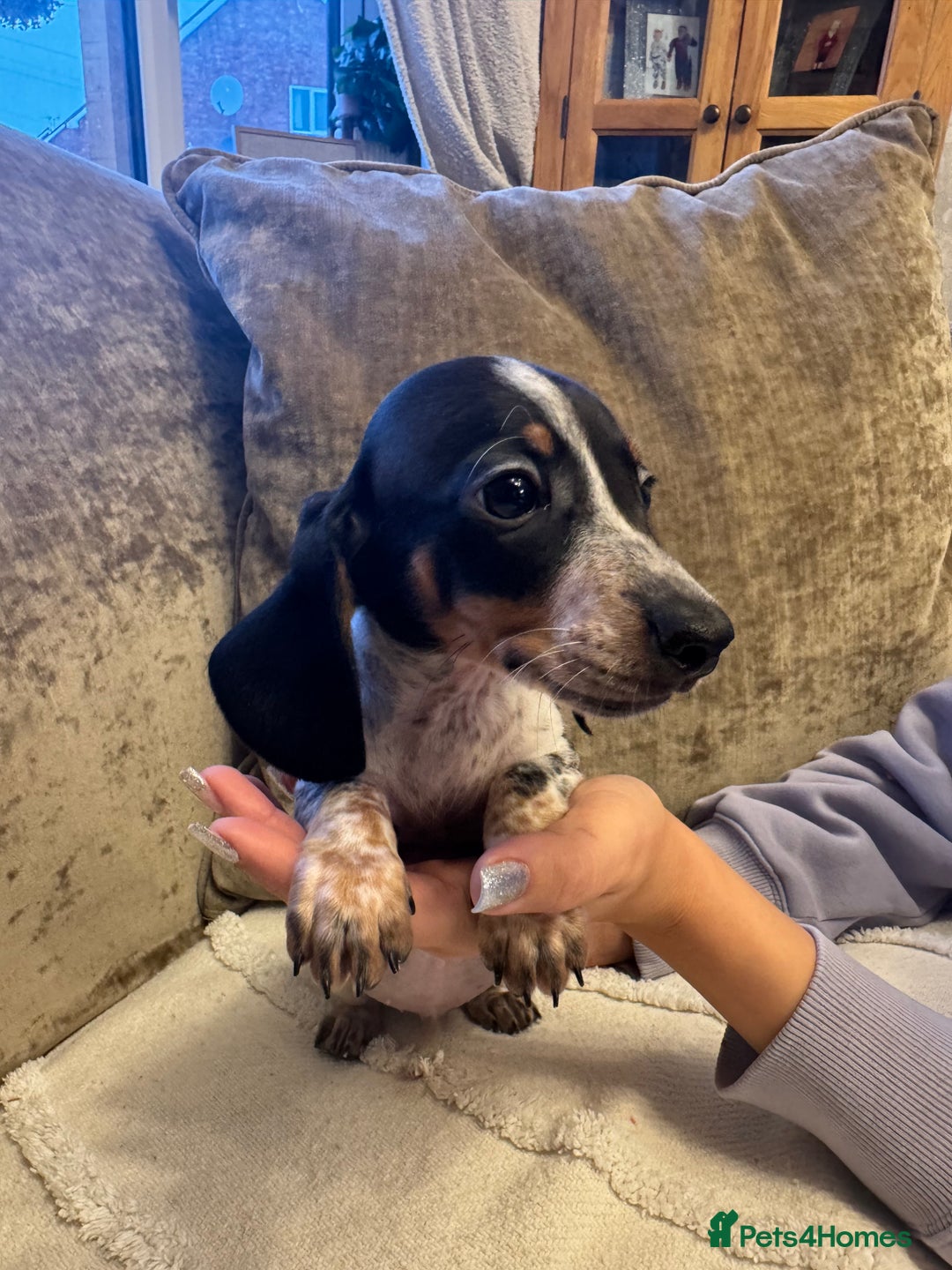 Miniature Dachshund dogs for sale: Miniature Dachshund puppies - Advert 11