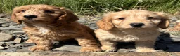 Cockapoo dogs for sale: F1 Miniature Cockapoo Puppies – Ready Soon - Advert 5