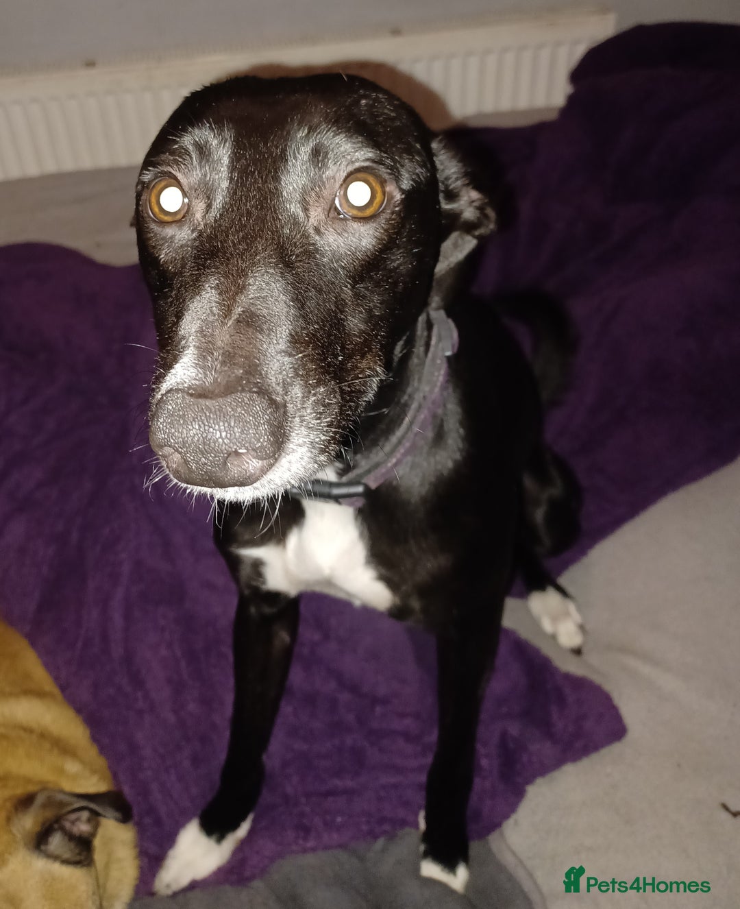 Mixed Breed dogs for adoption: MEGS 14month old cross breed - Advert 2