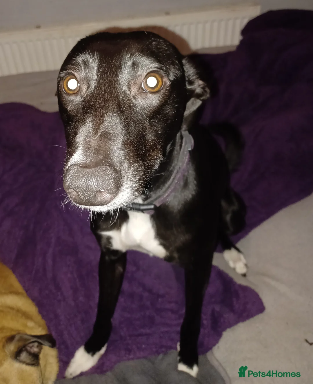 Mixed Breed dogs for adoption: MEGS 14month old cross breed - Advert 2