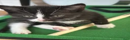 Domestic Shorthair cats for sale: Lovely kittens  - Advert 5