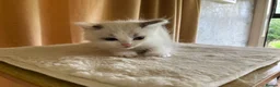 Ragdoll cats for sale: Beautiful full ragdoll kittens  - Advert 17