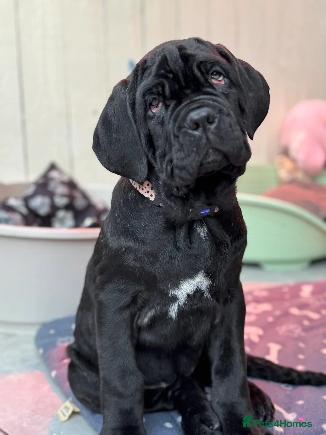 Neapolitan Mastiff dogs for sale: 2 black female Neapolitan mastiff puppies  - Advert 24