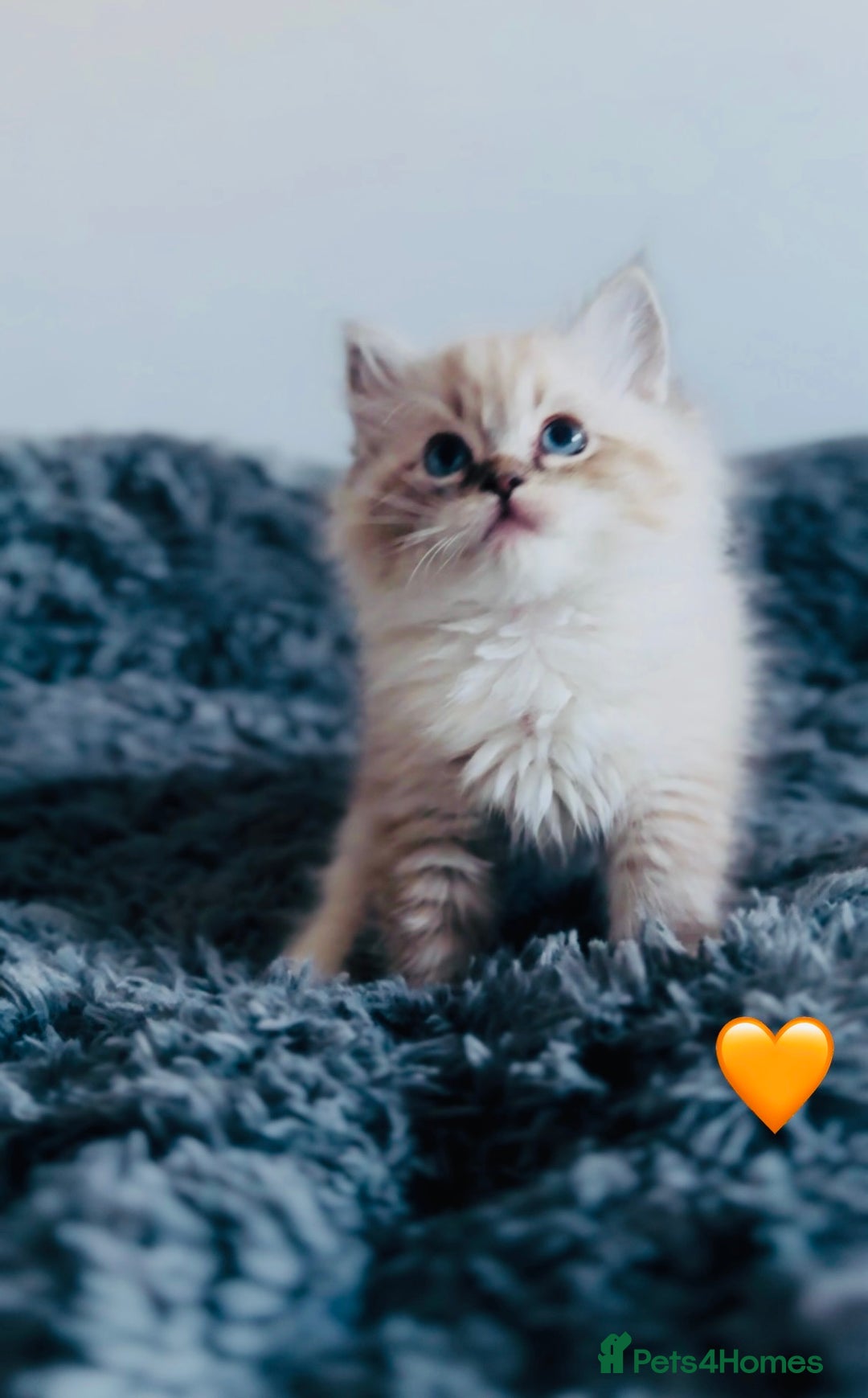 Ragdoll cats for sale: 🩷🐾Tica full Pedigree🐾EU Ragdoll 🐱🐾DNA Clear - Advert 19