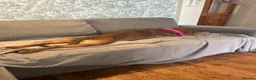 Mixed Breed dogs for sale: Staff x red lab 2 years 9 months old  - Advert 4
