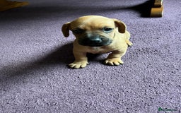 Mixed Breed dogs for sale: French wieners - Image 17
