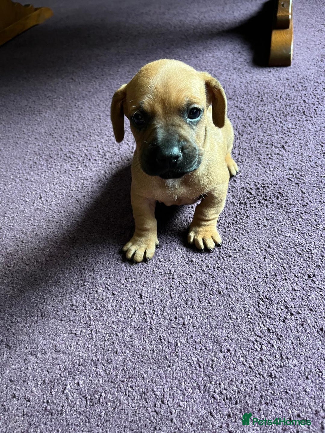 Mixed Breed dogs for sale: French wieners - Image 17