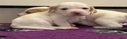 Beagle dogs for sale: Health Tested & Kennel Club Registered Beagle Pups - Advert 16