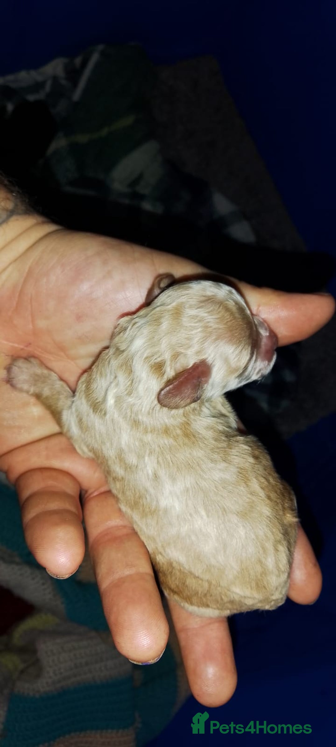 Shihpoo dogs for sale: Shihpoo x kc registered toy poodle  - Image 9