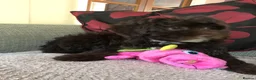 Shihpoo dogs for sale: shihpoo puppies for sale  - Advert 4