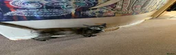 Mixed Breed cats for sale: X3 ginger male kittens  - Advert 4
