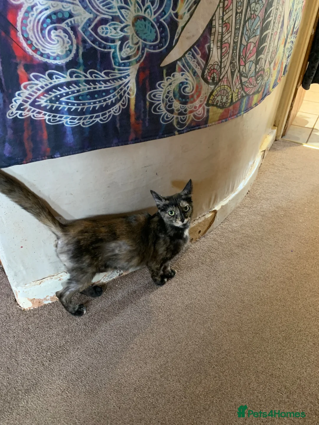 Mixed Breed cats for sale: X3 ginger male kittens  - Advert 4