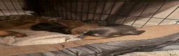Dachshund dogs for sale: Dachshunds  - Advert 2