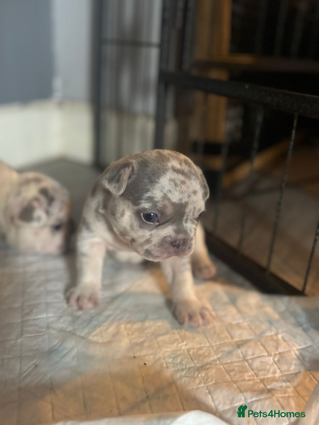 French Bulldog dogs for sale: Stunning French bulldog puppies - Advert 7