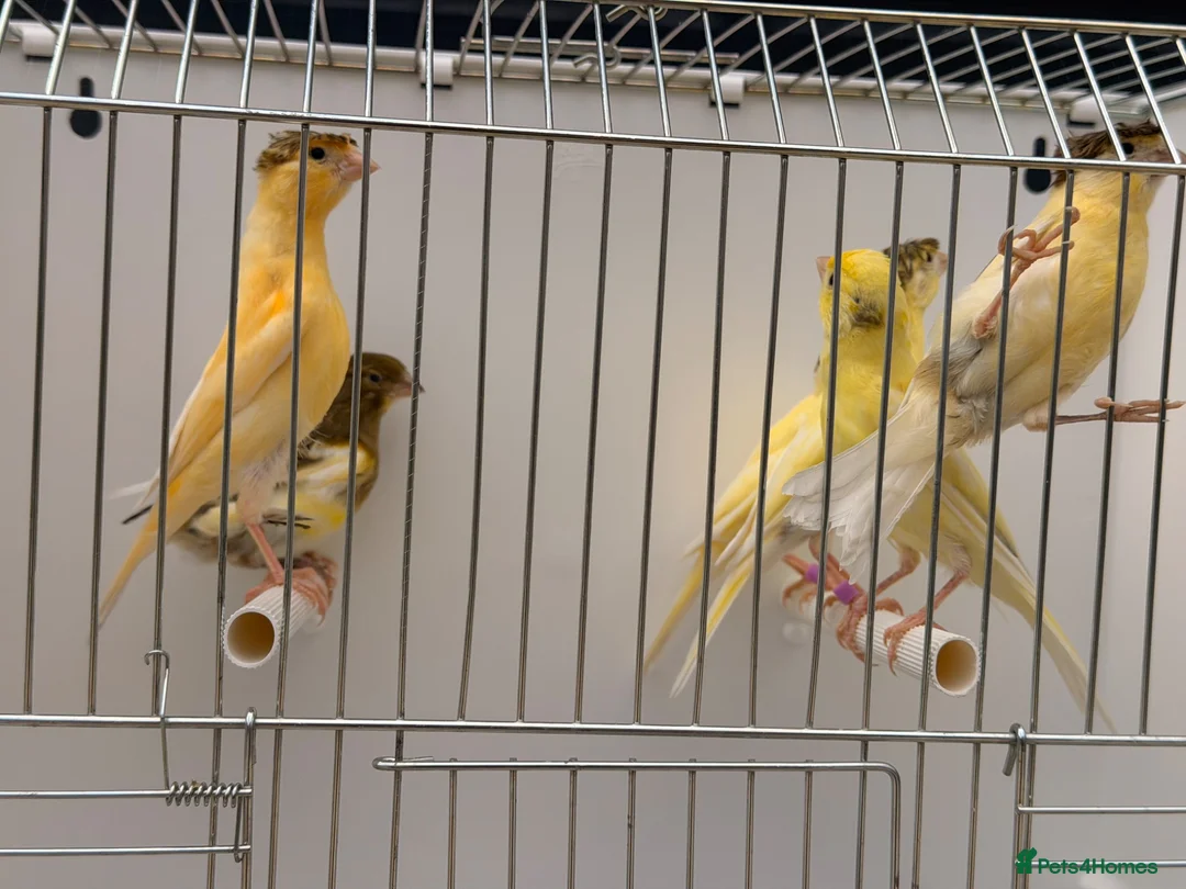 Canaries birds for sale: This year young harlequins canary’s  - Advert 1