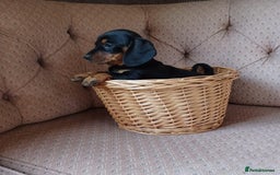 Miniature Dachshund dogs for sale: Gorgeous miniature dachshund puppies - Image 3