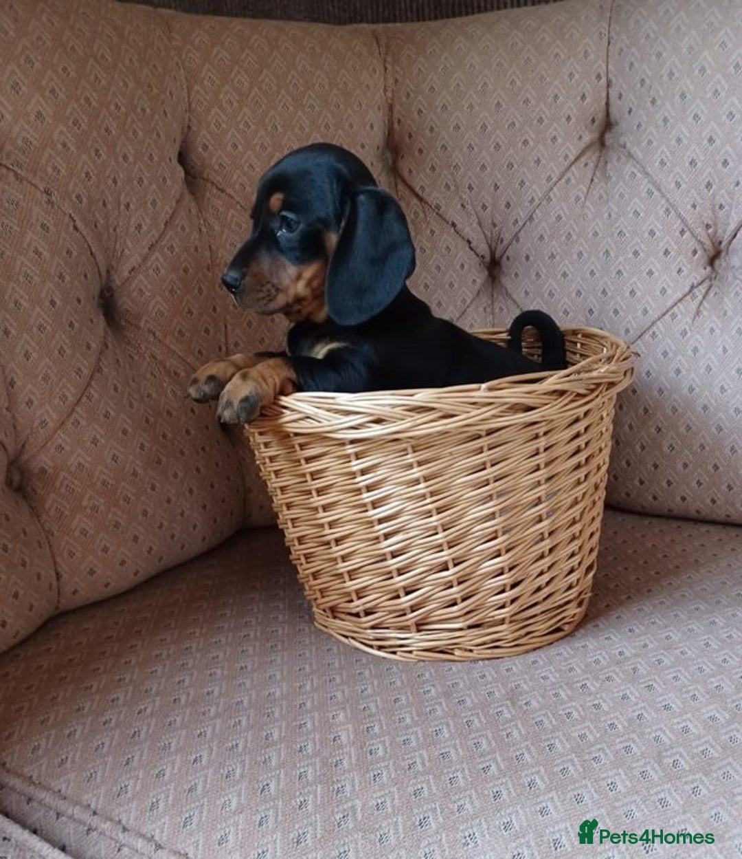 Miniature Dachshund dogs for sale: Gorgeous miniature dachshund puppies - Image 3