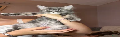 Maine Coon Kitten 5