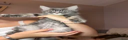 Maine Coon cats for sale: Maine coon kittens - Advert 3