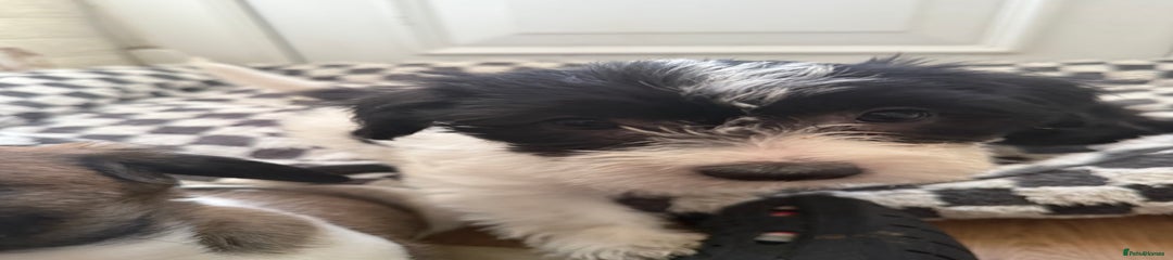 Fluffy