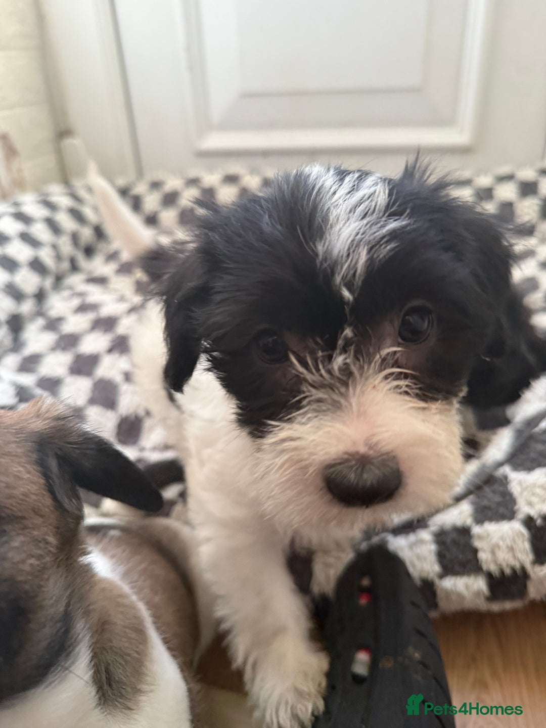 Mixed Breed dogs for sale: 4beautiful terrierxGerman ShepherdxLabrador puppy - Image 8