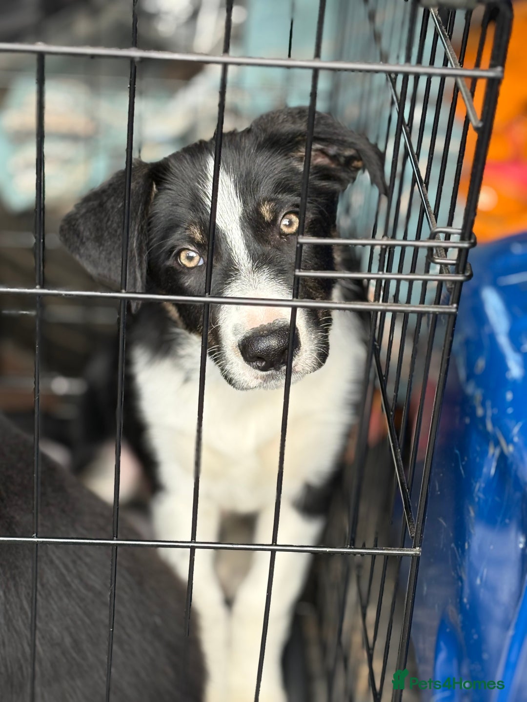 Border Collie dogs for sale: Last boy… Border Collie Pup - Image 39