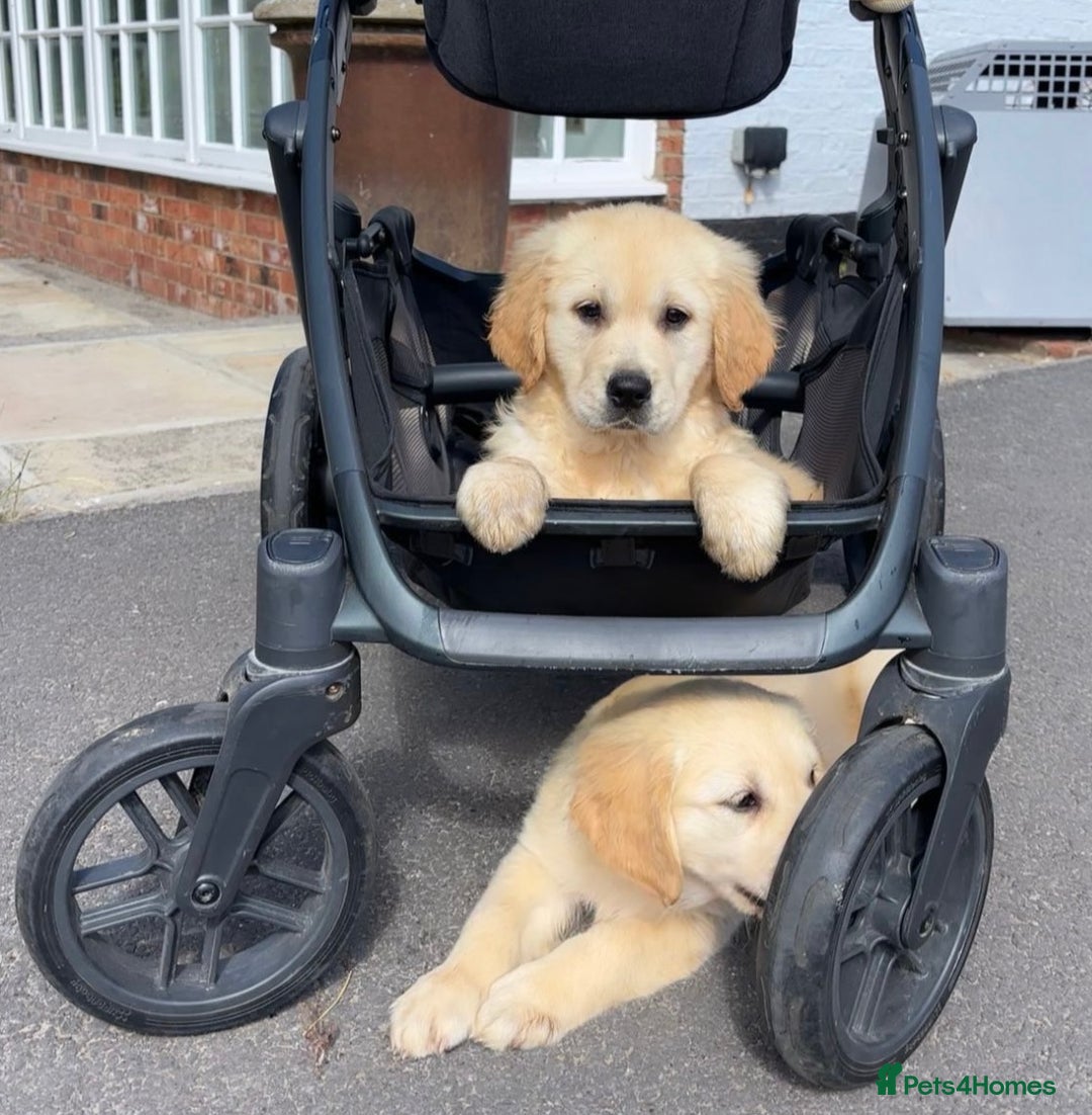 Golden Retriever dogs for sale: 🤩 (Ready to go) Traditional Golden retrievers 🤩 in Market Rasen - Image 1