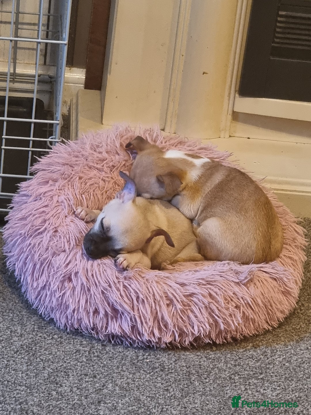 Mixed Breed dogs for sale: Chihuahua cross  - Advert 3