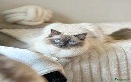Ragdoll cats for sale: BLUE POINT RAGDOLL KITTENS! - Image 21