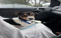 Mixed Breed dogs for sale: French Bull Jacks x 5 (All male)  - Image 18