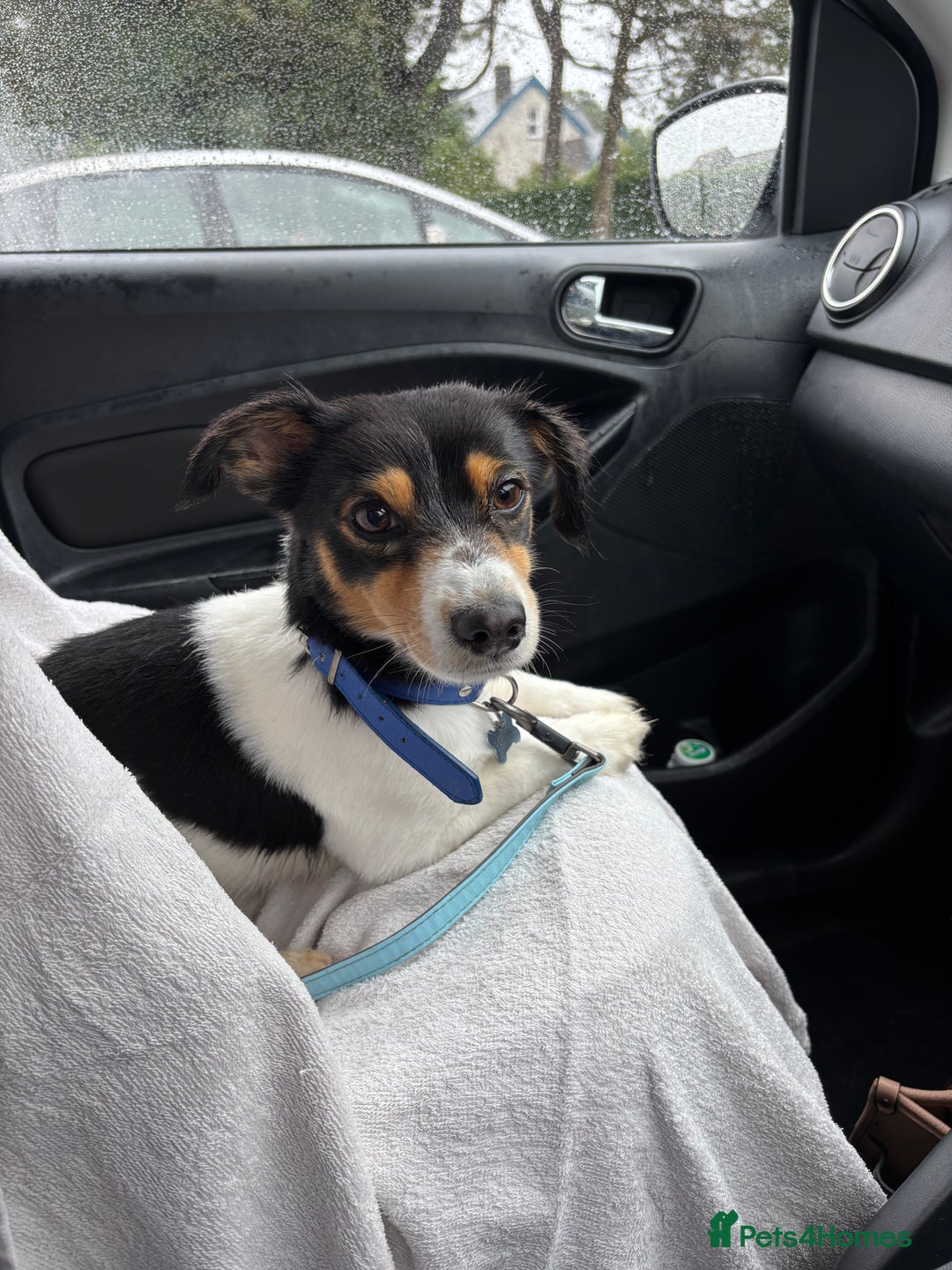 Mixed Breed dogs for sale: French Bull Jacks x 5 (All male)  - Image 18