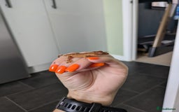 Gecko reptiles for sale: Crested gecko - Image 1