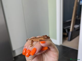 Gecko reptiles Crested gecko - Advert 1