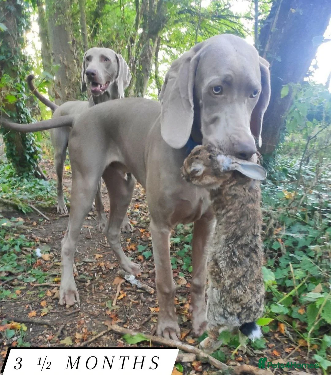 Weimaraner dogs for stud: 🌟Superb🌟Proven🌟Hip Scored🌟KC in Woodbridge - Advert 18