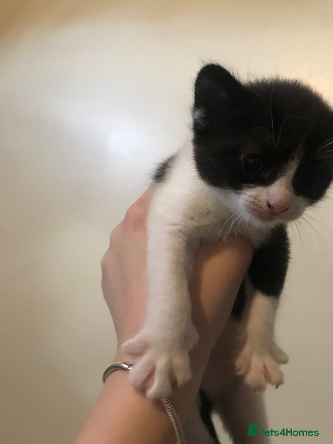British Shorthair cats for sale: Looking for there forever homes  - Image 13
