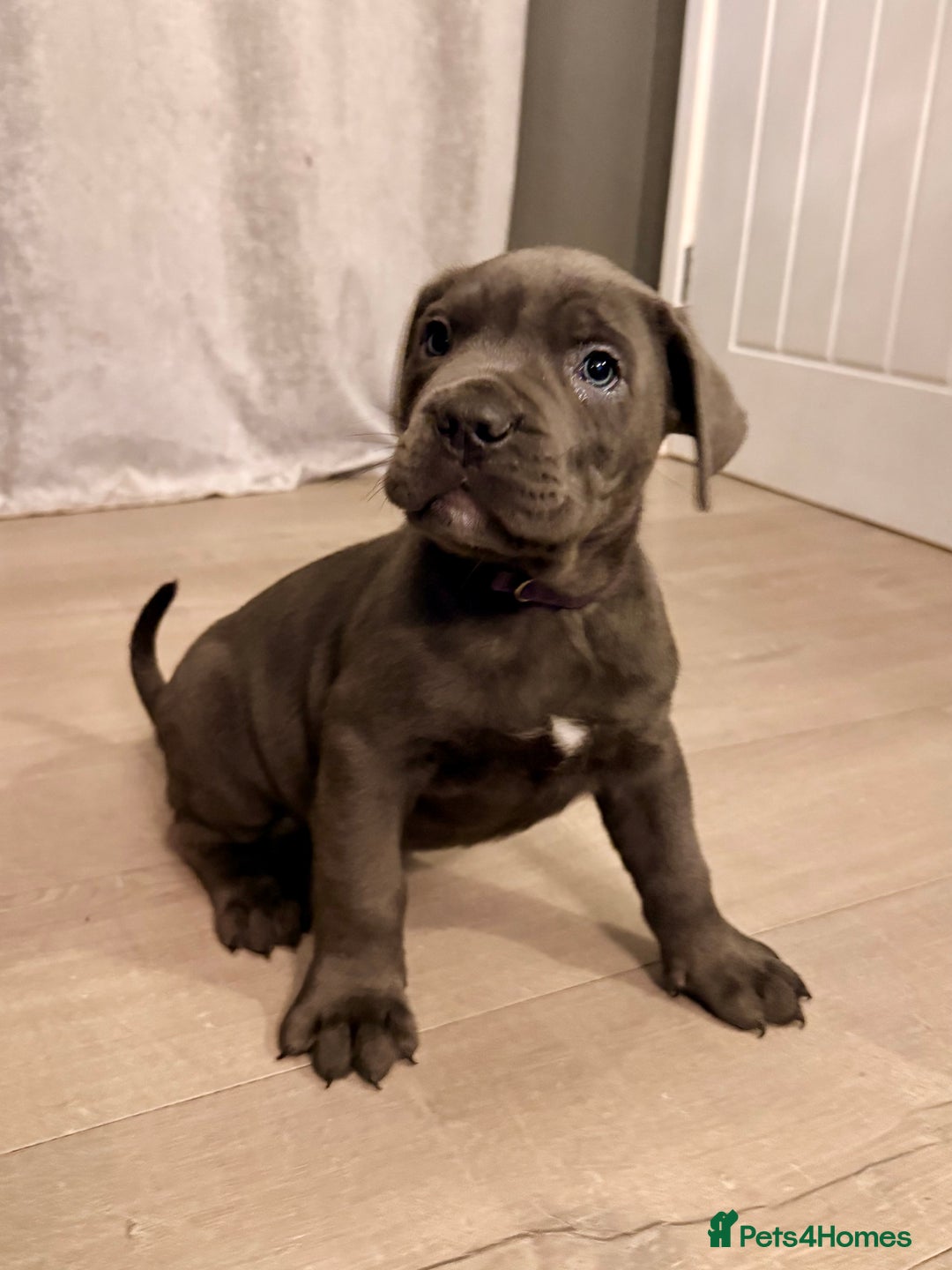 Cane Corso dogs for sale: Exceptional, Champion Bloodline Cane Corso Puppies - Advert 41