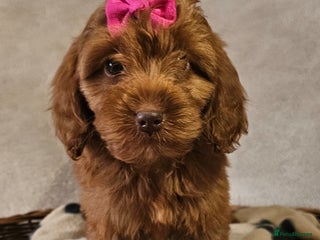 Cockapoo dogs Only 1 now Ready now vetchecked079267 85952 - Advert 11