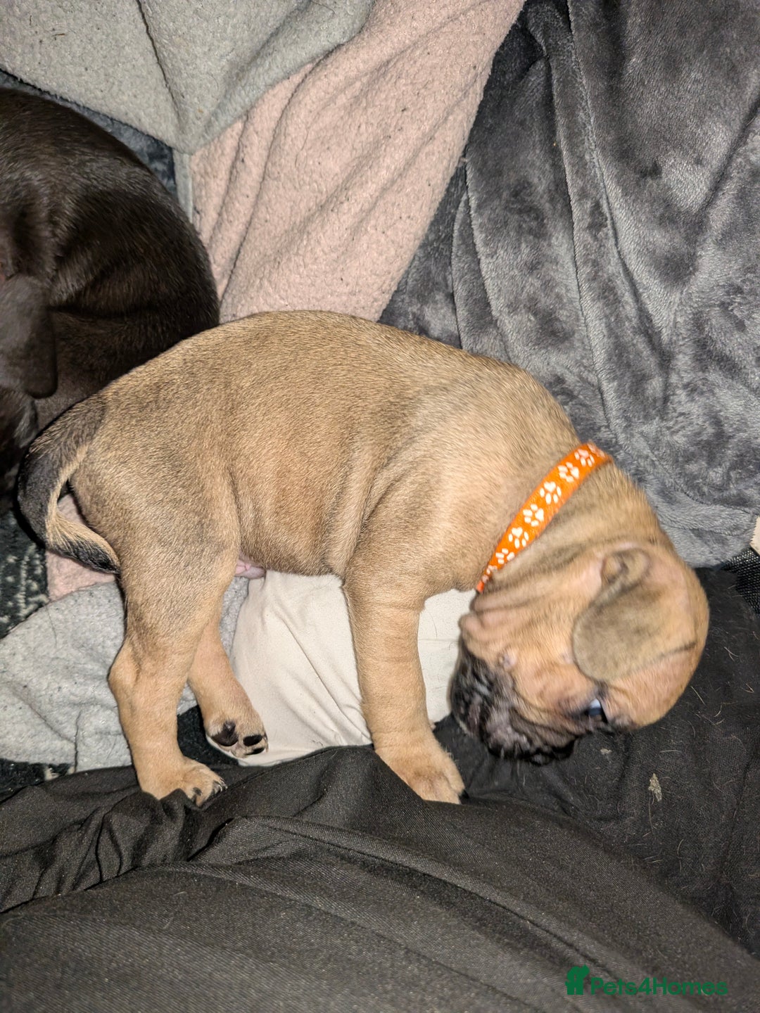 Mixed Breed dogs for sale: Little Boy Northern Ireland  - Advert 16