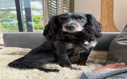 Cockapoo dogs for sale: BLACK COCKAPOOS - Image 6