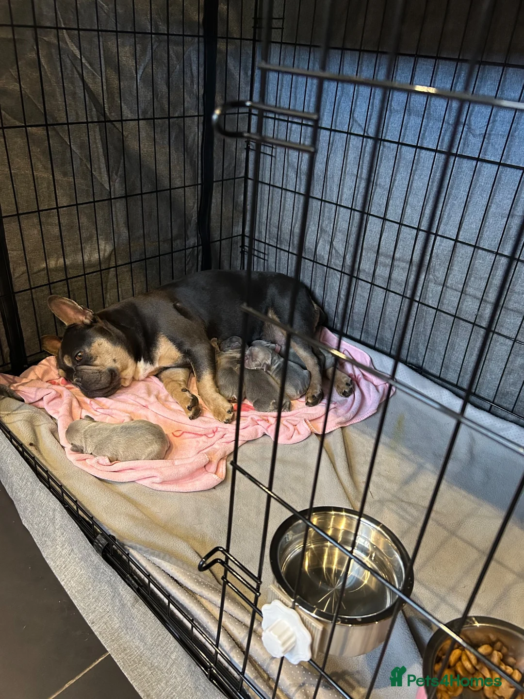 French Bulldog dogs for sale: Gorgeous French bulldog puppy  in Salisbury - Advert 6