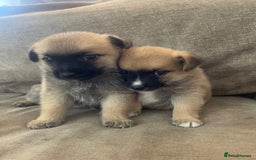 Pomchi dogs for sale: 2x Boy 1x Girl Pomchi Puppies   - Image 3