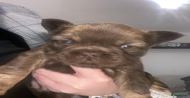 French Bulldog dogs Amazing Fluffy French bulldogs  - Advert 9