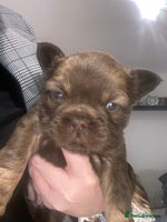 French Bulldog dogs Amazing Fluffy French bulldogs - Advert 3