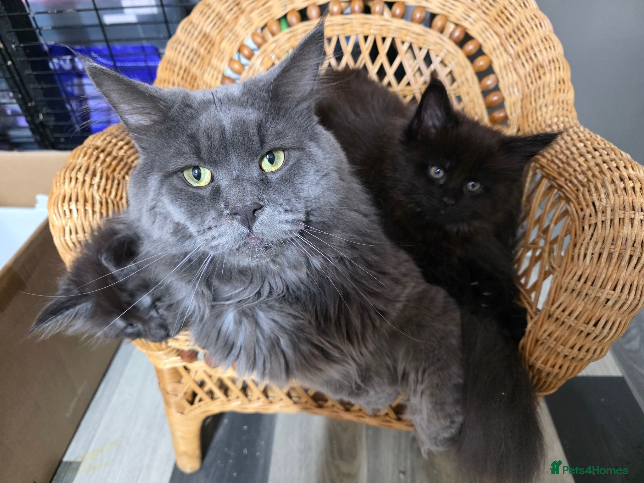 Maine Coon cats Maincoon  - Advert 1