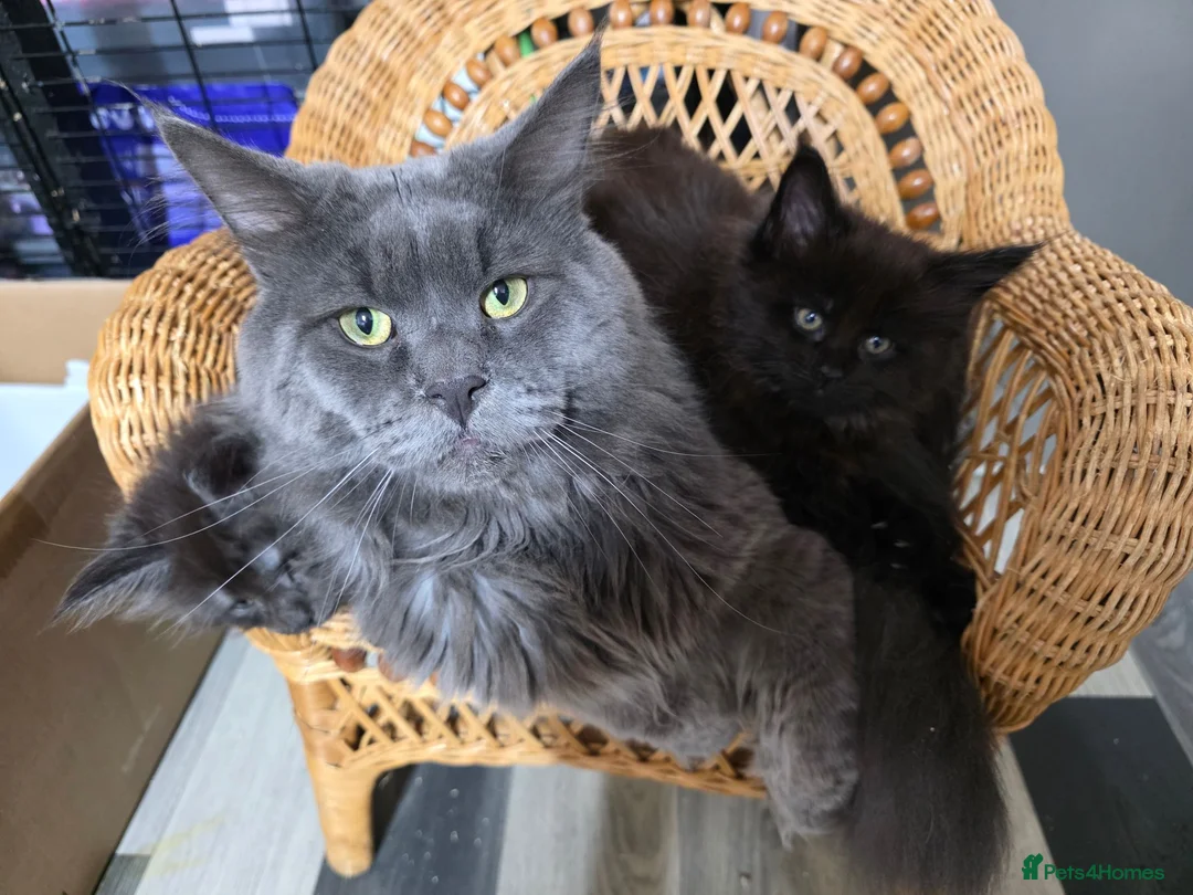 Maine Coon cats for sale: Maincoon  - Advert 1