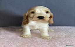 Cocker Spaniel dogs for sale: Outstanding KC Show Cockers 🐾 - Image 11