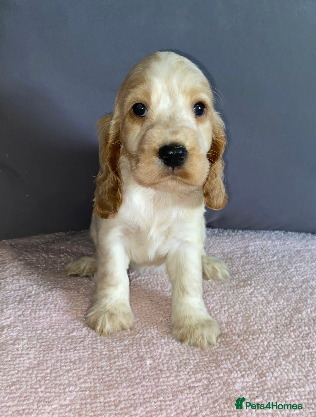 Cocker Spaniel dogs for sale: Outstanding KC Show Cockers 🐾 - Image 11
