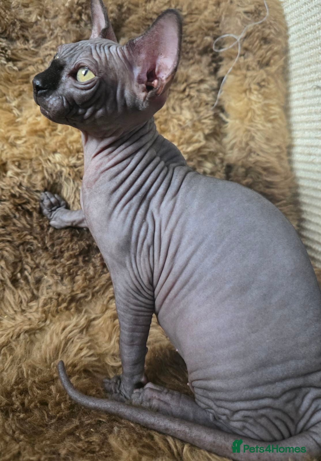 Sphynx cats FIFe registered Black stunning kittens - Advert 14