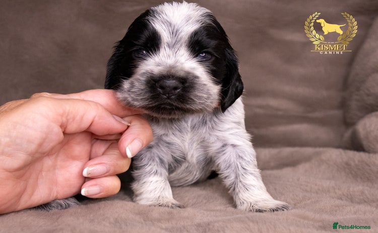 Cocker Spaniel dogs - Advert 1